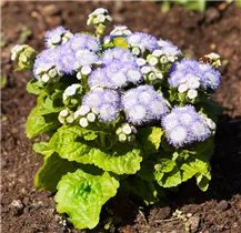 Ageratum houstonianum - Leberbalsam Ageratum houstonianum - Leberbalsam