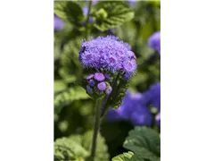 Ageratum houstonianum 'Blaues Meer' - Leberbalsam 'Blaues Meer' Ageratum houstonianum 'Blaues Meer' - Leberbalsam 'Blaues Meer'