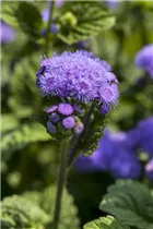 Ageratum houstonianum - Leberbalsam Ageratum houstonianum - Leberbalsam