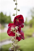 Alcea rosea, rot - Alcea rosea, rot Alcea rosea, rot - Alcea rosea, rot
