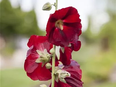Alcea rosea, rot - Alcea rosea, rot Alcea rosea, rot - Alcea rosea, rot