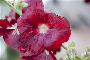 Alcea rosea, rot - Alcea rosea, rot Alcea rosea, rot - Alcea rosea, rot