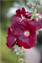 Alcea rosea, rot - Alcea rosea, rot Alcea rosea, rot - Alcea rosea, rot