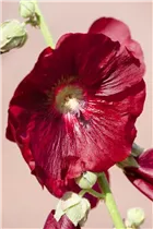 Alcea rosea, rot - Alcea rosea, rot Alcea rosea, rot - Alcea rosea, rot
