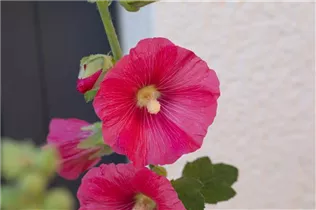 Alcea rosea, rot - Alcea rosea, rot Alcea rosea, rot - Alcea rosea, rot