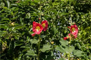Alcea rosea, rot - Alcea rosea, rot Alcea rosea, rot - Alcea rosea, rot