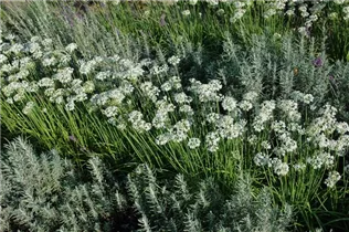 Allium tuberosum 'Knobold' - Schnittknoblauch 'Knobold' Allium tuberosum 'Knobold' - Schnittknoblauch 'Knobold'