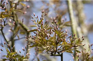 Amelanchier arborea 'Robin Hill' - Felsenbirne 'Robin Hill'