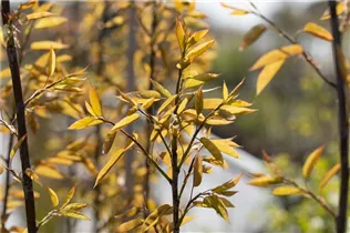 Amelanchier arborea 'Robin Hill' - Felsenbirne 'Robin Hill'