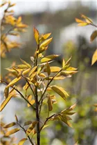 Amelanchier arborea 'Robin Hill' - Felsenbirne 'Robin Hill'