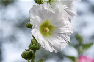 Alcea rosea, weiß - Alcea rosea, weiß Alcea rosea, weiß - Alcea rosea, weiß