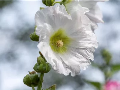 Alcea rosea, weiß - Alcea rosea, weiß Alcea rosea, weiß - Alcea rosea, weiß