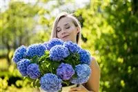 - Hortensien – prächtige Blüten in allen möglichen Farben  - Hortensien – prächtige Blüten in allen möglichen Farben