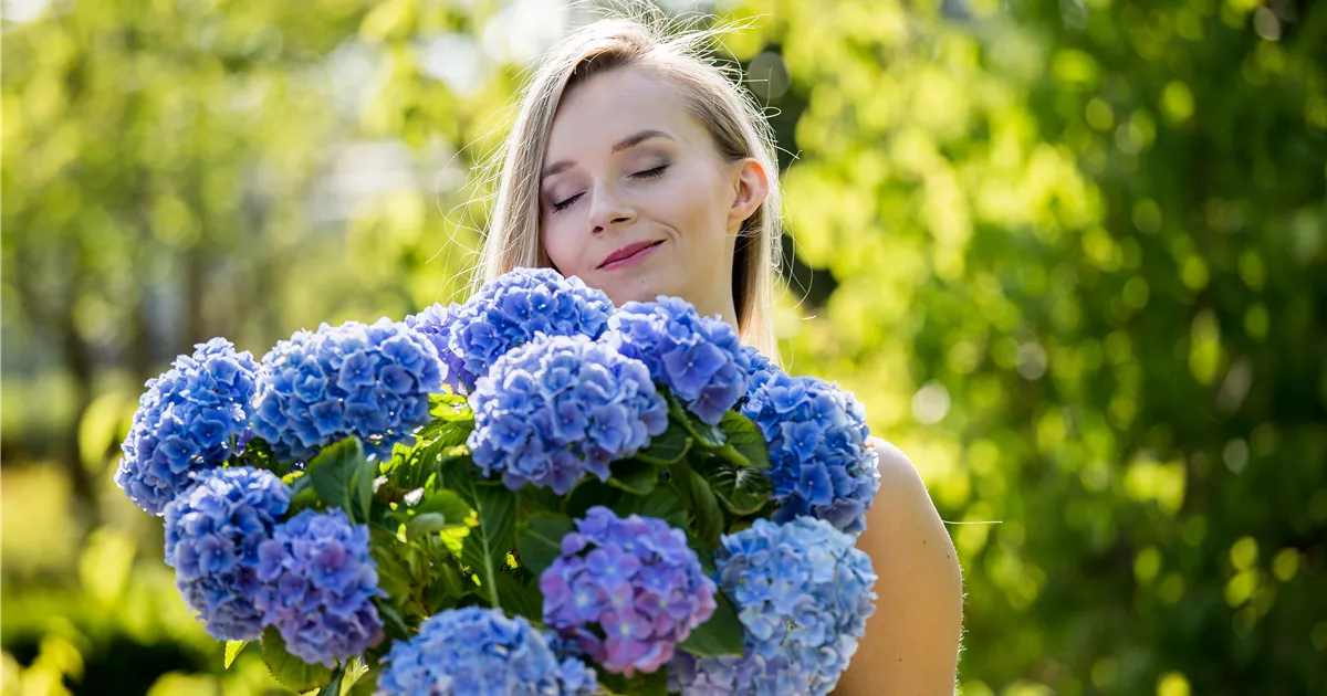  - Hortensien – prächtige Blüten in allen möglichen Farben