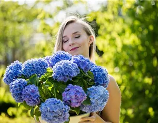 Hortensien – prächtige Blüten in allen möglichen Farben