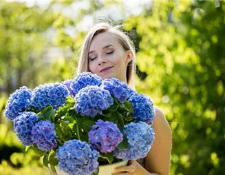 Hortensien – prächtige Blüten in allen möglichen Farben