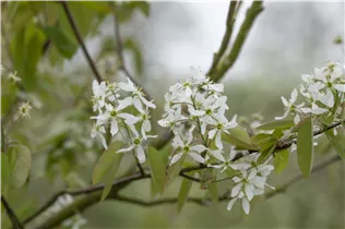 Amelanchier laevis - Hängende Felsenbirne