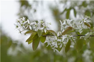 Amelanchier laevis - Hängende Felsenbirne