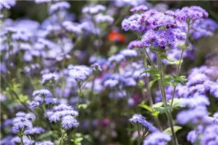 Ageratum houstonianum 'Schnittwunder' - Leberbalsam 'Schnittwunder' Ageratum houstonianum 'Schnittwunder' - Leberbalsam 'Schnittwunder'
