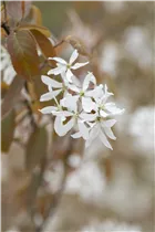 Amelanchier laevis 'Ballerina' - Essbare Felsenbirne 'Ballerina'