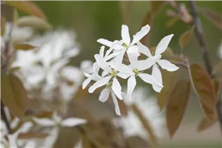 Amelanchier laevis 'Ballerina' - Essbare Felsenbirne 'Ballerina'