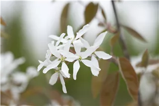 Amelanchier laevis 'Ballerina' - Essbare Felsenbirne 'Ballerina'
