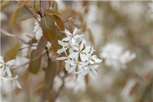 Amelanchier laevis 'Ballerina' - Essbare Felsenbirne 'Ballerina'