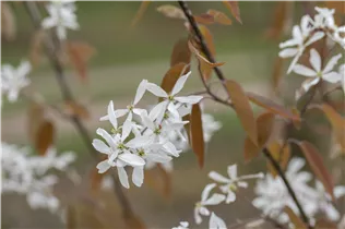 Amelanchier laevis 'Ballerina' - Essbare Felsenbirne 'Ballerina'