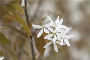 Amelanchier laevis 'Ballerina' - Essbare Felsenbirne 'Ballerina'