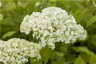 Hydrangea arborescens 'Lime Rickey'(s) - Ballhortensie 'Lime Rickey'(s)