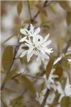 Amelanchier laevis 'Ballerina' - Essbare Felsenbirne 'Ballerina'