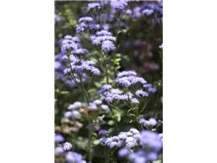Ageratum houstonianum 'Schnittwunder' - Leberbalsam 'Schnittwunder' Ageratum houstonianum 'Schnittwunder' - Leberbalsam 'Schnittwunder'