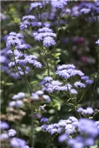 Ageratum houstonianum 'Schnittwunder' - Leberbalsam 'Schnittwunder' Ageratum houstonianum 'Schnittwunder' - Leberbalsam 'Schnittwunder'
