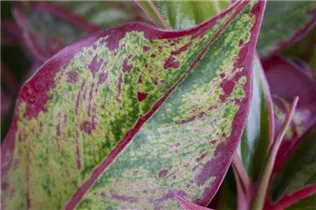 Aglaonema commutatum - Kolbenfaden Aglaonema commutatum - Kolbenfaden