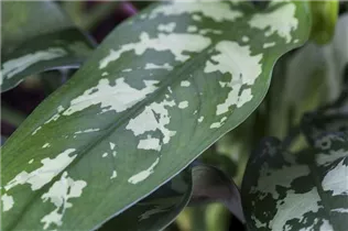 Aglaonema commutatum - Kolbenfaden Aglaonema commutatum - Kolbenfaden