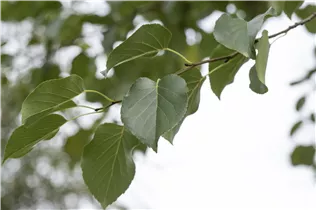 Alnus cordata - Italienische Erle