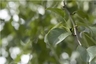 Alnus cordata - Italienische Erle