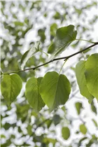 Alnus cordata - Italienische Erle