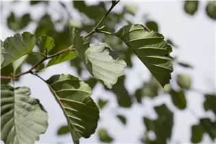 Alnus glutinosa - Roterle