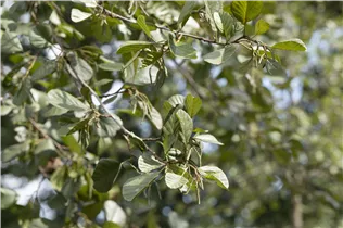 Alnus glutinosa - Roterle