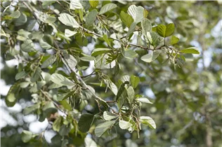 Alnus glutinosa - Roterle