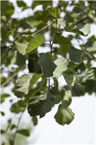 Alnus glutinosa - Roterle