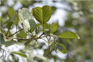 Alnus glutinosa - Roterle