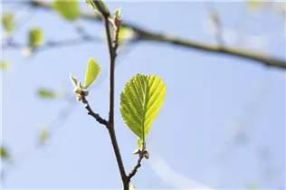 Alnus glutinosa - Roterle