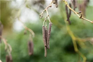 Alnus glutinosa - Roterle