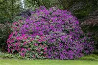 - Mächtig und prächtig! Der vielseitige Rhododendron im Garten  - Mächtig und prächtig! Der vielseitige Rhododendron im Garten