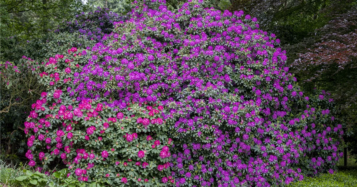  - Mächtig und prächtig! Der vielseitige Rhododendron im Garten
