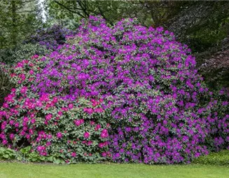 Mächtig und prächtig! Der vielseitige Rhododendron im Garten