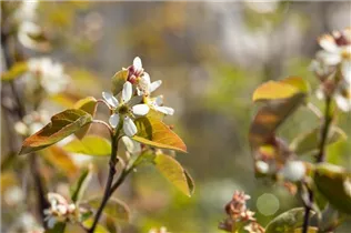 Amelanchier ovalis - Felsenbirne
