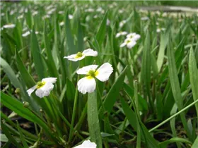 Alisma ranunculoides - Igelschlauch Alisma ranunculoides - Igelschlauch